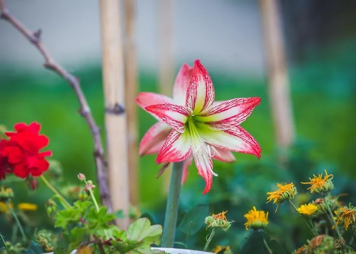 In With Balcony, Air Conditioning, Wifi, Washing Machine 4886-3 Apartamento Lopar